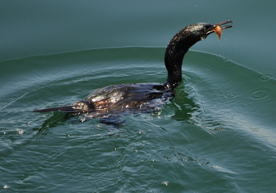 Берингийский баклан / Птицы Южных Курил